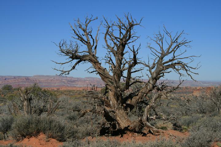 10-Arches 0049.JPG